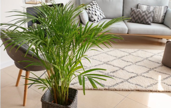 areca palm plant to help reduce static
